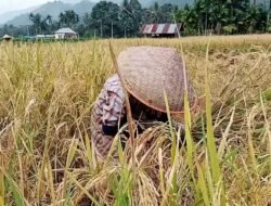 Pemerintah Kabupaten Tanah Datar Optimis Produksi Padi Meningkat pada Tahun 2025
