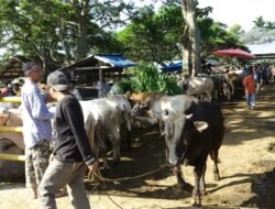 Bupati Tanah Datar Imbau Pemilik Ternak Waspadai Penyakit Mulut dan Kuku (PMK)