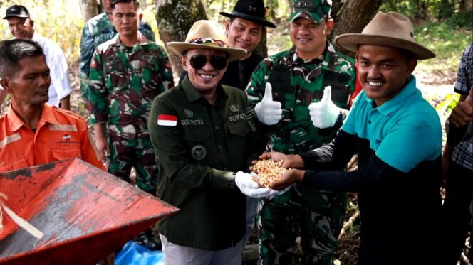 
 Bupati Eka Putra Panen Raya Perdana Jagung di Rambatan untuk Dukung Ketahanan Pangan