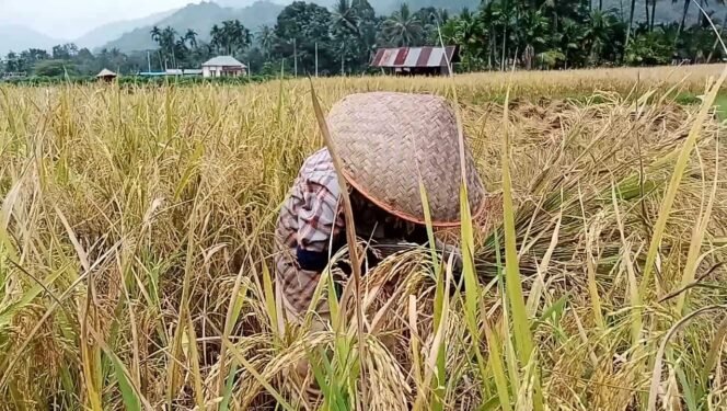 
 Pemkab Optimis Produksi Padi di Tanah Datar Meningkat Tahun 2025