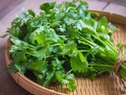 Harga Seledri Anjlok Hampir 50 Persen, Cabai Merah Justru Melonjak di Padang Panjang