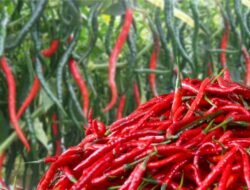 Harga Cabai Merah di Padang Panjang Turun Rp10 Ribu per Kilogram