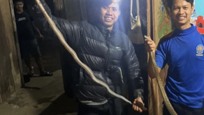 Damkar Tanah Datar Evakuasi Sepasang Ular Sowo Kopi dari Rumah Warga