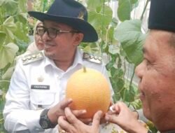 Panen Perdana Melon, Bupati Eka Putra : Petani Harus Melek Teknologi