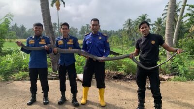 Sempat Makan Biawak, Damkar Tanah Datar Evakuasi Ular King Cobra Sepanjang 3 Meter di Rumah Warga