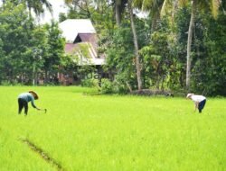 Delapan Kelompok Tani di Padang Dapat Bantuan Jaringan Irigasi Air Tanah, Atasi Sawah Kering Saat Kemarau